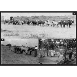 Caraculo, a Minha Paixão | Caraculo, My Passion | Moçâmedes Desert (Namib) | 19th And 20th Century Photo Album